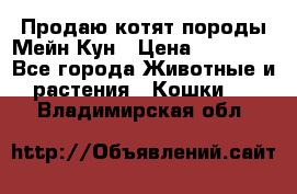 Продаю котят породы Мейн Кун › Цена ­ 12 000 - Все города Животные и растения » Кошки   . Владимирская обл.